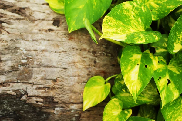 Groene bladeren op het oude hout. — Stockfoto