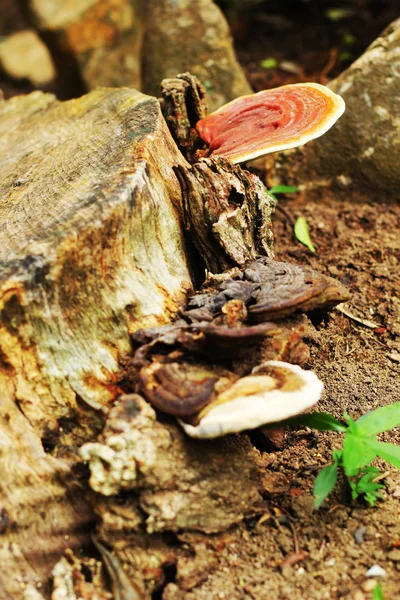 Ganoderma Lucidum - Ling Zhi Mushroom. — Stock Photo, Image