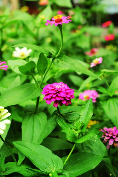 Pembe zinnia — Stok fotoğraf