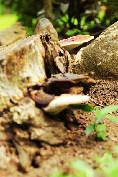 Ganoderma Lucidum - Ling Zhi Mushroom. — Stock Photo, Image