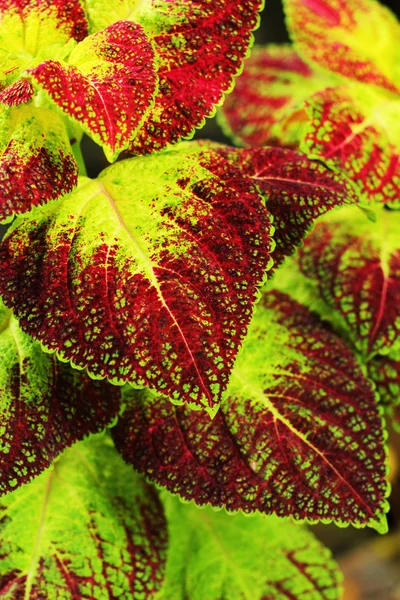 Groene en rode bladeren. — Stockfoto