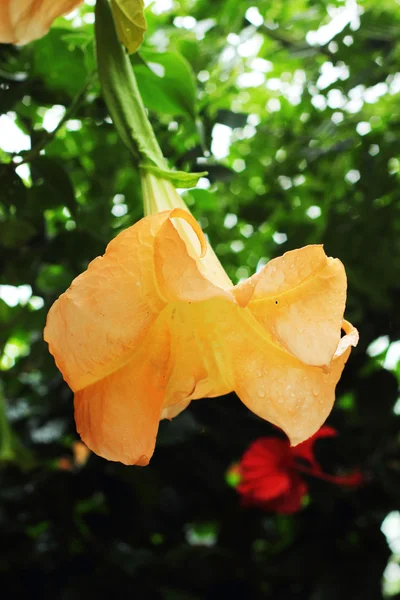 Flores cor de laranja . — Fotografia de Stock