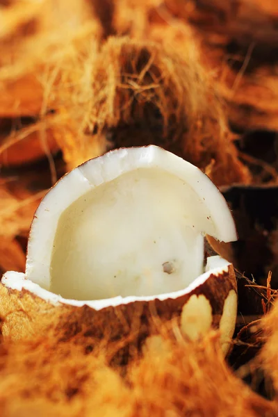 Bílý kokosový a hnědý toulec. — Stock fotografie