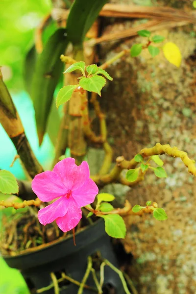 Flores cor de rosa — Fotografia de Stock