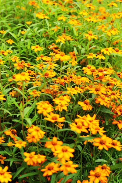 Fleurs jaunes - dans le jardin . — Photo