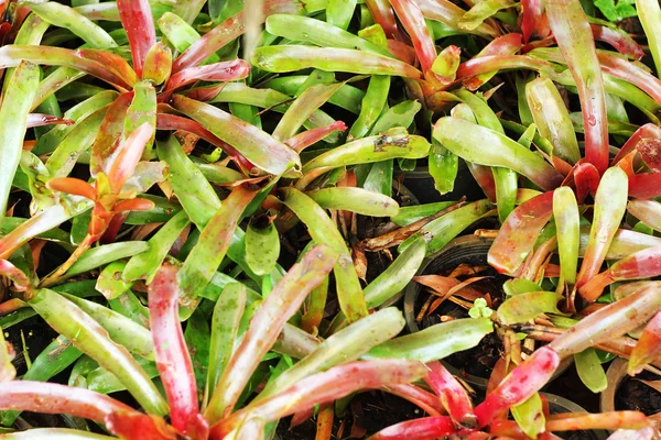 Ananas comosus — Foto de Stock