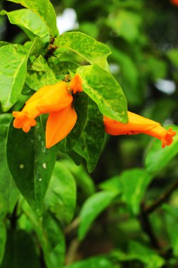 -bahçede sarı çiçek.