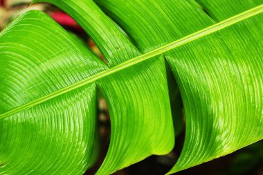 yeşil muz yaprakları