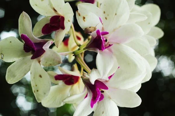 Orchidée tandis que les fleurs — Photo