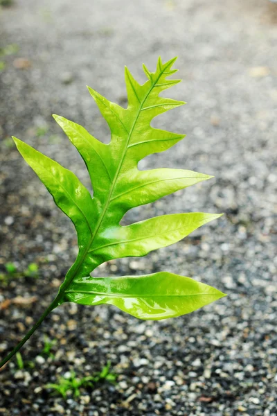 蕨叶 — 图库照片