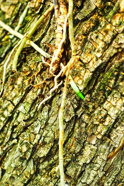 Old wood background — Stock Photo, Image