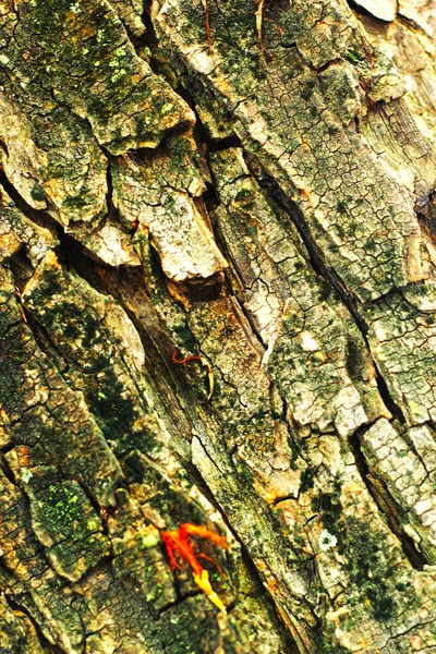 Vecchio sfondo di legno — Foto Stock