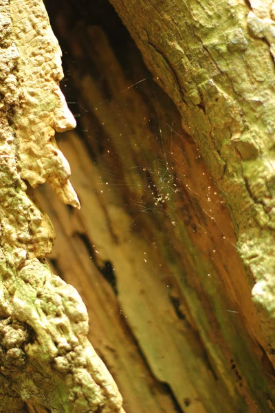 Aranhas nas árvores . — Fotografia de Stock