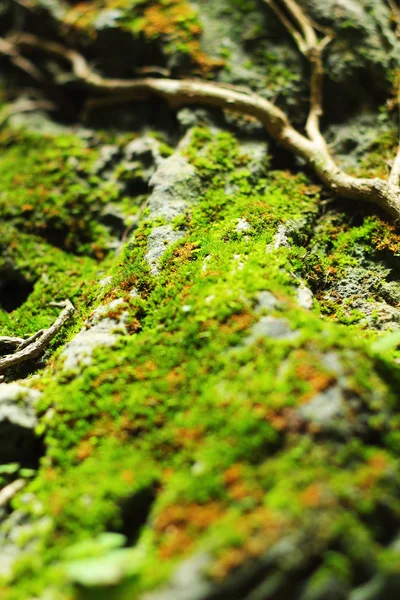 The green moss. — Stock Photo, Image