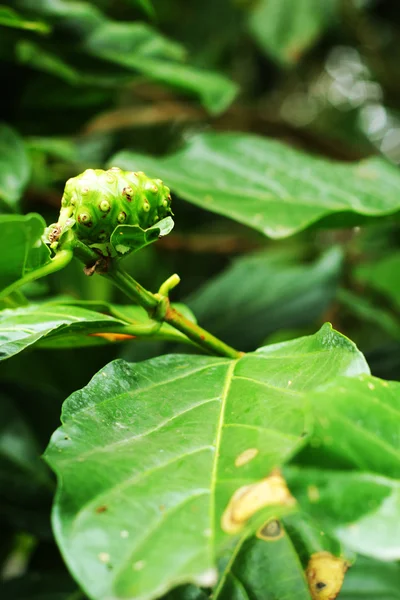 Noni or Indian Mulberry (Morinda. Citrifolia Linn) — Stock Photo, Image