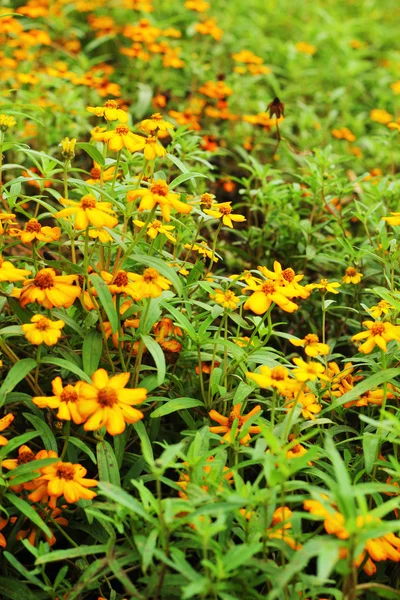 Gelbe Blumen - im Garten. — Stockfoto