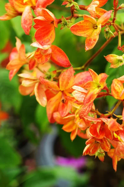 Oranžové květy. — Stock fotografie
