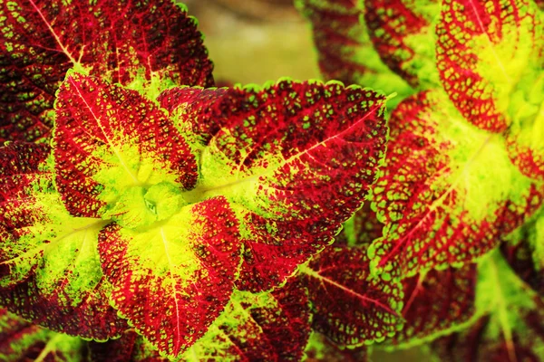 Foglie verdi e rosse . — Foto Stock