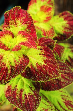 Kırmızı ve yeşil yaprak.