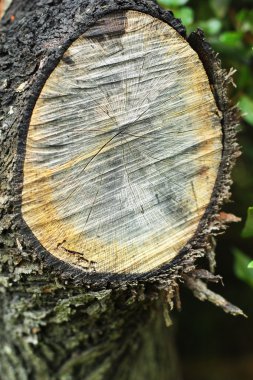 eski ahşap arka plan