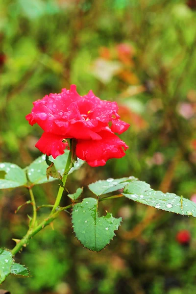 Rosa rossa — Foto Stock