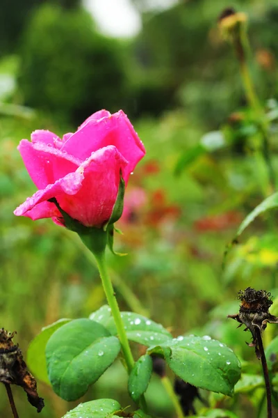 Růžová růže — Stock fotografie