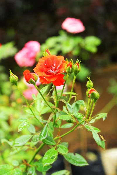 Rosa vermelha — Fotografia de Stock