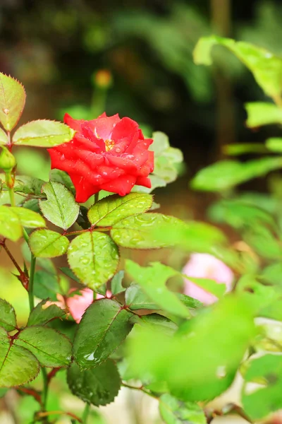 Rosa vermelha — Fotografia de Stock