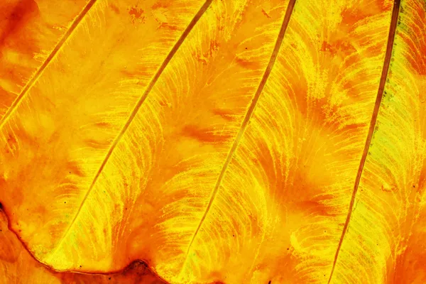 Tło żółty liść. — Zdjęcie stockowe