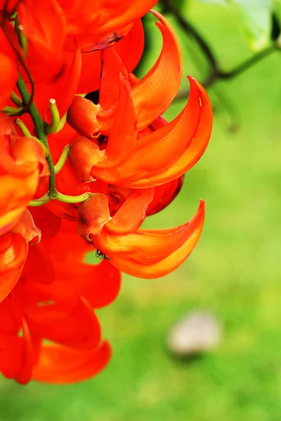 Flor de laranja de Newguinea Creeper — Fotografia de Stock