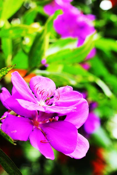 Purple flowers. — Stock Photo, Image