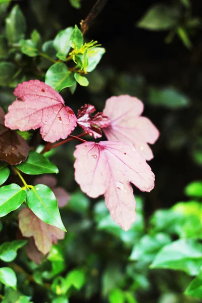 Folhas de bordo . — Fotografia de Stock