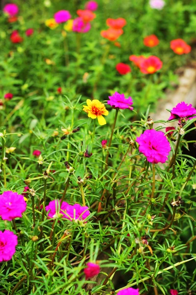 일반적인 쇠비름-보라색과 분홍색 꽃. — 스톡 사진