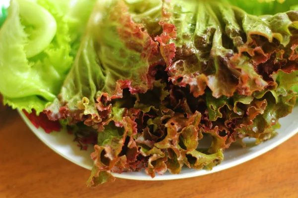 Green leaf lettuce. — Stock Photo, Image
