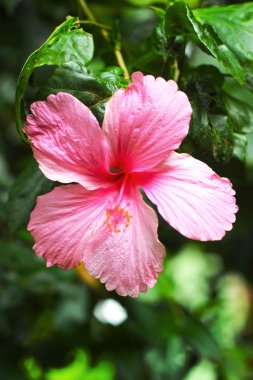 pembe - hibiscus çiçek çiçekler