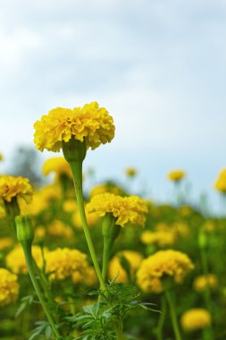Flower marigold