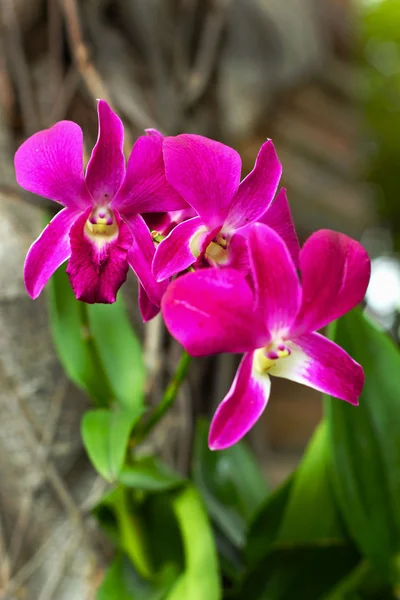 Różowa orchidea - różowe kwiaty. — Zdjęcie stockowe