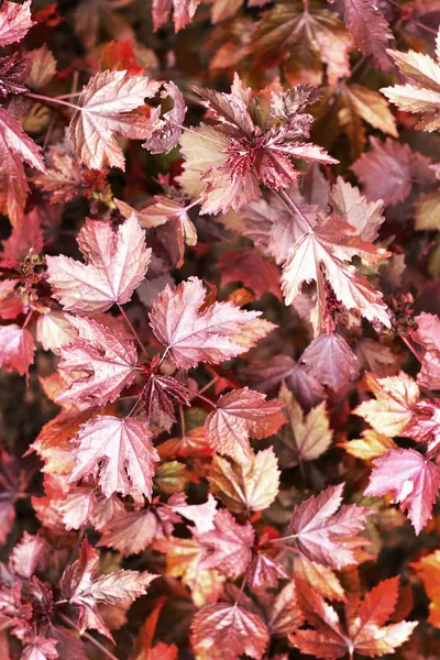 Akçaağaç yaprakları - pembe yaprak — Stok fotoğraf