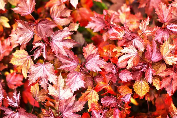 Maple leaves - Pink leaves — Stock Photo, Image