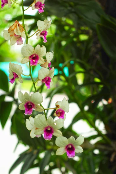Orchidea - mentre i fiori — Foto Stock