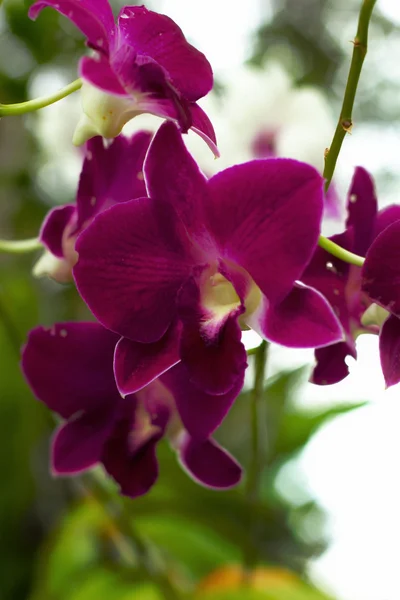 Orchidea - fiori rosa — Foto Stock