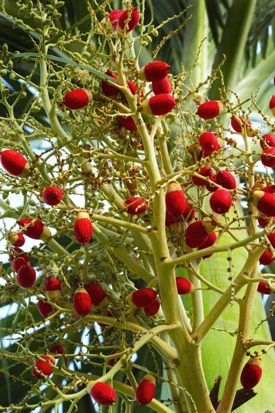 Zralé Betelové sousto červené kuličky - betel palm na stromě. — Stock fotografie