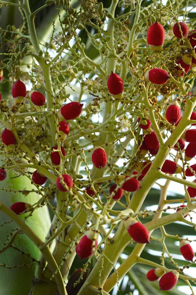 Zralé Betelové sousto červené kuličky - betel palm na stromě. — Stock fotografie