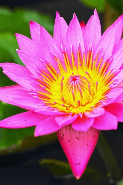 Lotus blomma - rosa blomma — Stockfoto