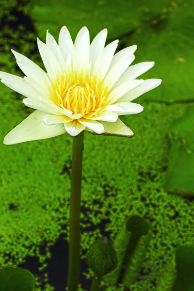 Flor de lótus - enquanto flor — Fotografia de Stock