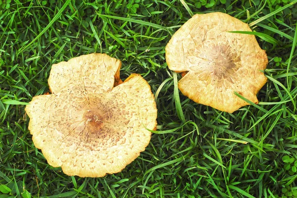 Paddestoel op groen gras. — Stockfoto