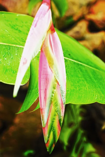 Heliconia, червоний квітка — стокове фото