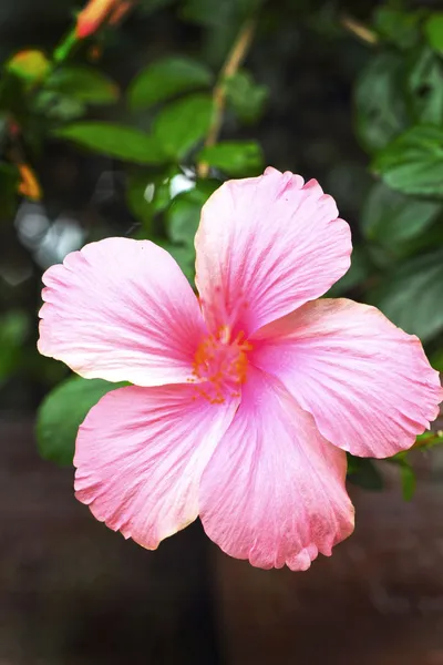 Flores rosa - flor de hibisco — Fotografia de Stock