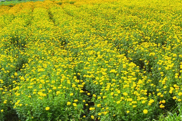 Flower marigold — Stock Photo, Image