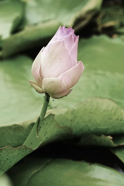 Flor de lótus - flor rosa — Fotografia de Stock